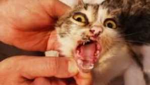 Kalciviromi u mačaka: liječenje, simptomi, posljedice